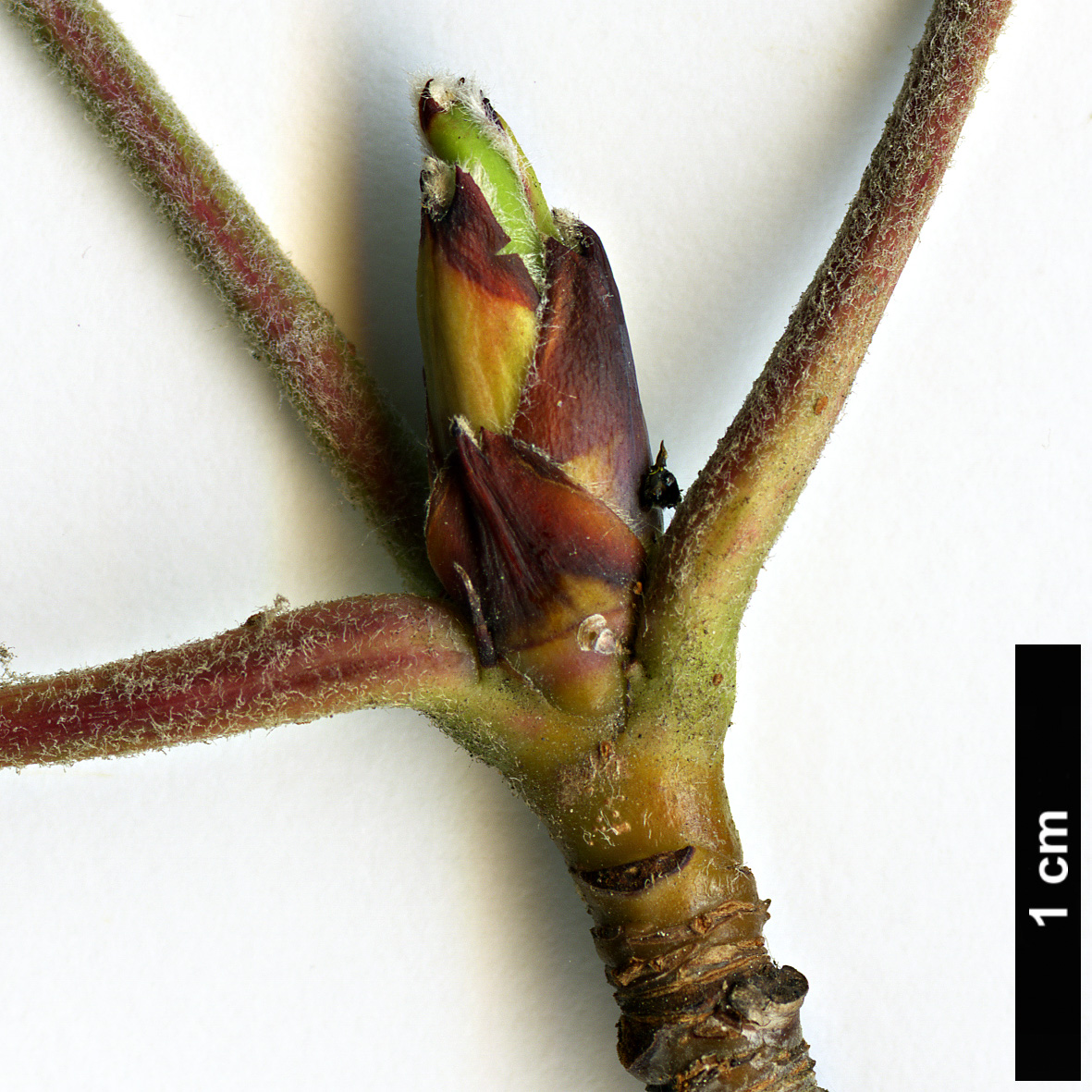 High resolution image: Family: Rosaceae - Genus: Malus - Taxon: yunnanensis - SpeciesSub: var. veitchii High resolution image: Family: Rosaceae - Genus: Malus - Taxon: yunnanensis - SpeciesSub: var. veitchii